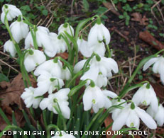 Galanthus nivalis 'Flore Pleno' 